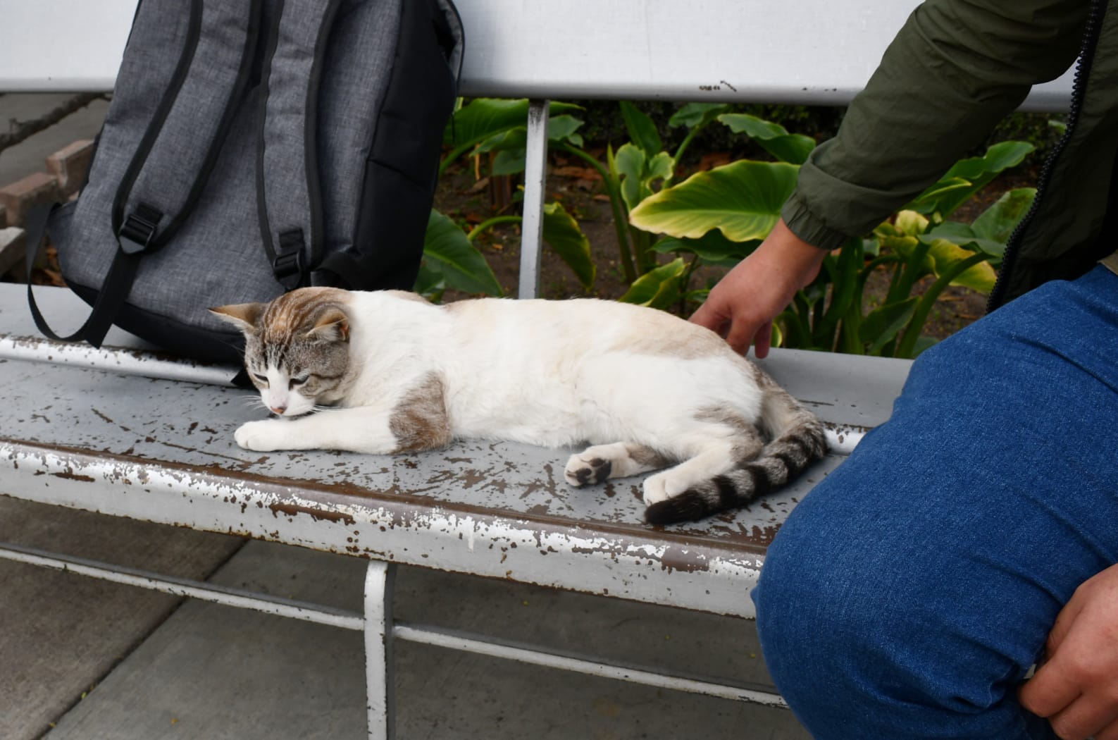 Emprende Ayuntamiento de Apetatitlán nueva campaña de esterilización canina y felina